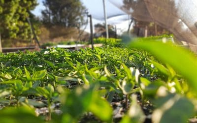 SADC initiates development of Regional Climate Resilient Water Investment Programme